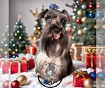 Small Photo #1 Schnauzer (Miniature) Puppy For Sale in KISSIMMEE, FL, USA