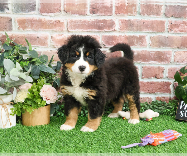 Medium Photo #7 Bernese Mountain Dog Puppy For Sale in SYRACUSE, IN, USA