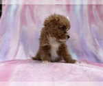 Small #8 Cavapoo (Standard)