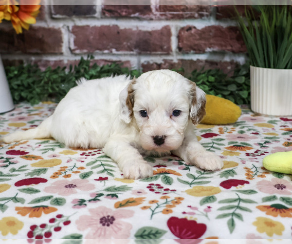 Medium Photo #2 Cavapoo (Miniature) Puppy For Sale in SYRACUSE, IN, USA