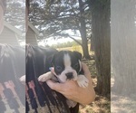 Small #4 Boston Terrier