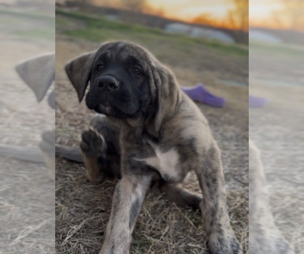 Medium Photo #48 Mastiff-Pyrenean Mastiff Mix Puppy For Sale in RHOME, TX, USA