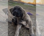 Small #7 Mastiff-Pyrenean Mastiff Mix