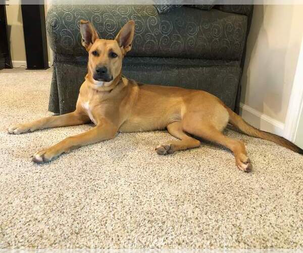 Medium Photo #3 German Shepherd Dog-Unknown Mix Puppy For Sale in Chico, CA, USA