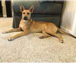 Small #2 German Shepherd Dog Mix
