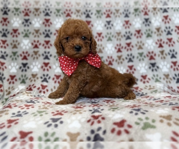 Medium Photo #3 Cavapoo (Miniature) Puppy For Sale in LAKELAND, FL, USA