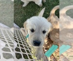 Small Photo #13 Golden Retriever Puppy For Sale in TOWNER, CO, USA