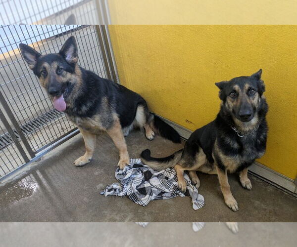 Medium Photo #5 German Shepherd Dog Puppy For Sale in Richmond, IN, USA