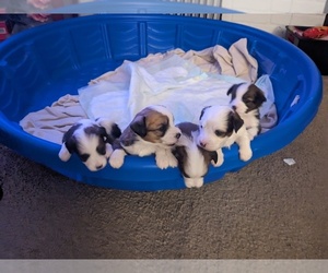 Auss-Tzu Puppy for sale in LAUREL, MT, USA
