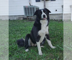 Mother of the Border Collie puppies born on 04/24/2026