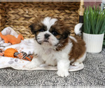 Dorothy - Female Shih Tzu Puppy for Sale - Photo #5