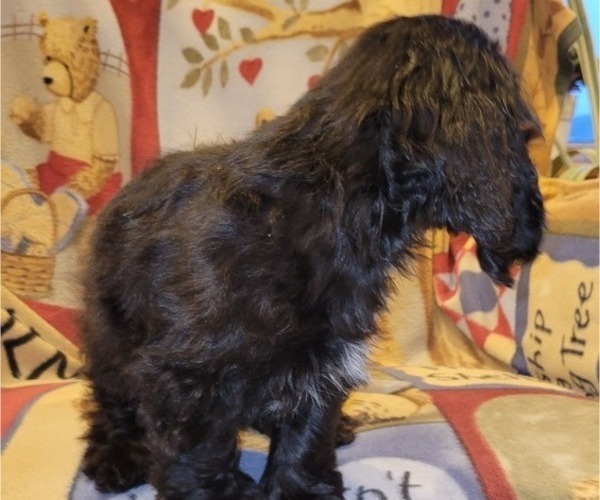 Medium Photo #8 Cocker Spaniel Puppy For Sale in WITHEE, WI, USA