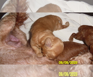 Poodle (Toy) Puppy for sale in DULUTH, GA, USA