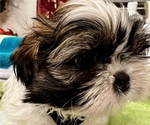 Small Photo #3 Shih Tzu Puppy For Sale in MOORESVILLE, NC, USA