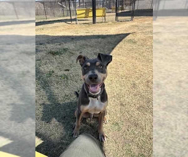Medium Photo #3 Unknown-Weimaraner Mix Puppy For Sale in Temple, TX, USA