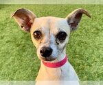 Small Chihuahua Mix