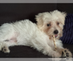 Small #2 Mutt