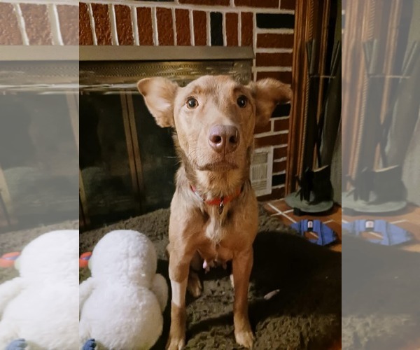 Medium Photo #1 Australian Shepherd-Unknown Mix Puppy For Sale in Mechanicsburg, PA, USA