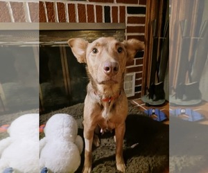 Australian Shepherd-Unknown Mix Dogs for adoption in Mechanicsburg, PA, USA