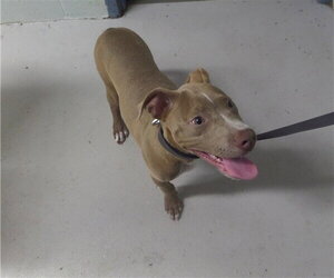 Mutt Dogs for adoption in Augusta, GA, USA