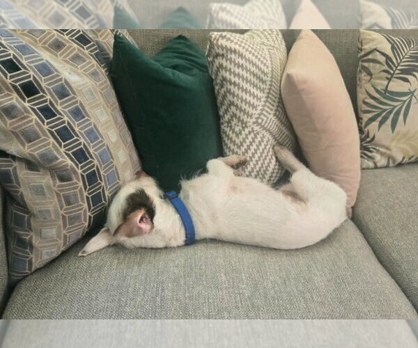 Medium Photo #3 Mutt Puppy For Sale in San Diego, CA, USA