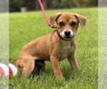 Small #2 Dachshund Mix