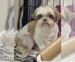 Small #1 Shih Tzu