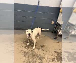 American Pit Bull Terrier-Unknown Mix Dogs for adoption in Tallahassee, FL, USA