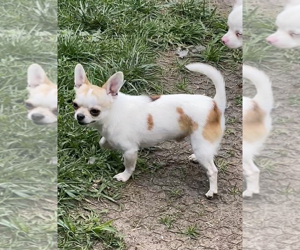 Medium Photo #1 Chihuahua Puppy For Sale in TWINING, MI, USA