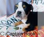 Puppy Capt Hook Olde English Bulldogge