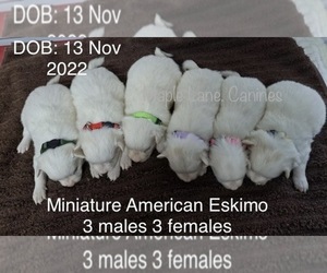 Miniature American Eskimo Puppy for sale in CLARE, MI, USA