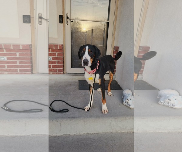 Medium Photo #4 Greater Swiss Mountain Dog Puppy For Sale in Sandy, UT, USA