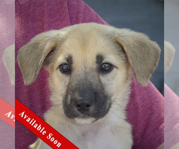 Medium Photo #1 Gerberian Shepsky Puppy For Sale in Huntley, IL, USA