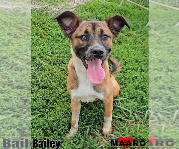 Medium Photo #2 Black Mouth Cur-German Shepherd Dog Mix Puppy For Sale in Maryville, TN, USA