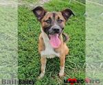 Small #1 Black Mouth Cur-German Shepherd Dog Mix