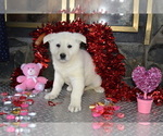 Puppy Dora German Shepherd Dog