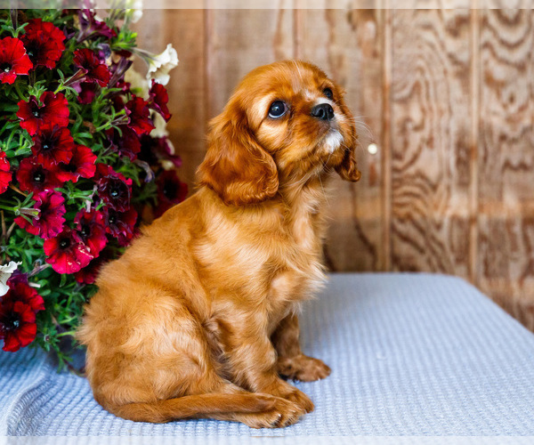 Medium Photo #5 Cavalier King Charles Spaniel Puppy For Sale in WAKARUSA, IN, USA