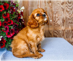 Small #4 Cavalier King Charles Spaniel