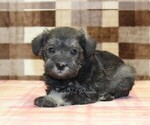 Small #1 Schnauzer (Miniature)