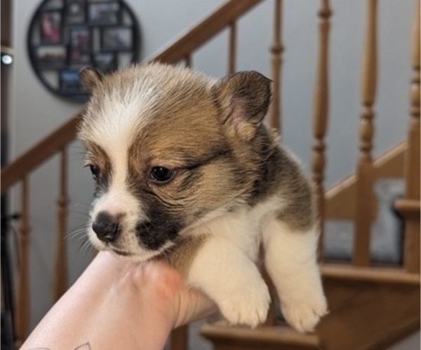 Medium Photo #3 Pembroke Welsh Corgi Puppy For Sale in VANCOUVER, WA, USA