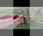 Small #1 Pomapoo (Toy)