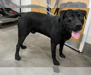 Labrador Retriever Dogs for adoption in Forestville, MD, USA