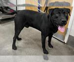 Small Labrador Retriever