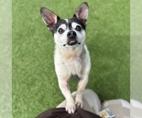 Medium Photo #1 Chihuahua-Unknown Mix Puppy For Sale in Camarillo, CA, USA