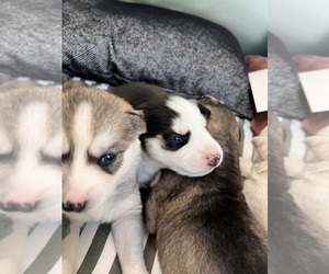 Siberian Husky Puppy for sale in THORNTON, CO, USA