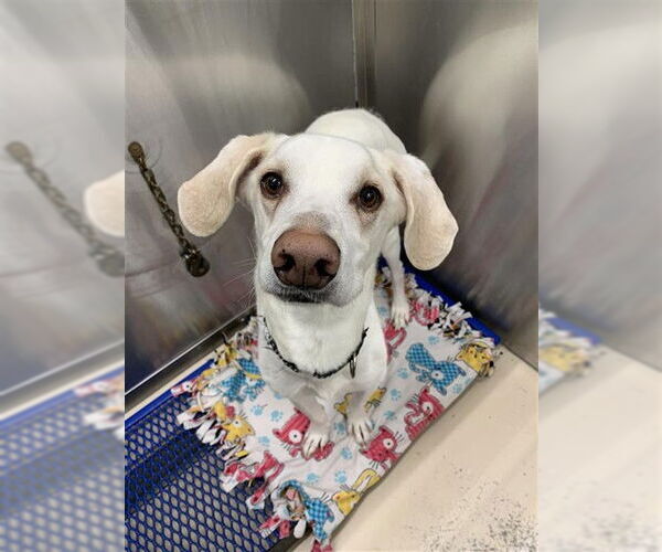 Medium Photo #1 Siberian Husky-Unknown Mix Puppy For Sale in Fairbanks, AK, USA