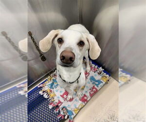 Siberian Husky-Unknown Mix Dogs for adoption in Fairbanks, AK, USA