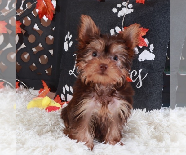 Medium Photo #6 Yorkshire Terrier Puppy For Sale in MOUNT VERNON, OH, USA