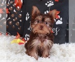 Small #5 Yorkshire Terrier