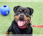 Small #1 Rottweiler